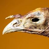 Close-up of a preserved bird of prey skull or head specimen against a solid warm orange-brown background.