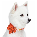 White dog wearing a colorful collar with a prominent orange leaf design on a white background