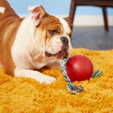 Jolly Pets Romp n Roll Ball Red