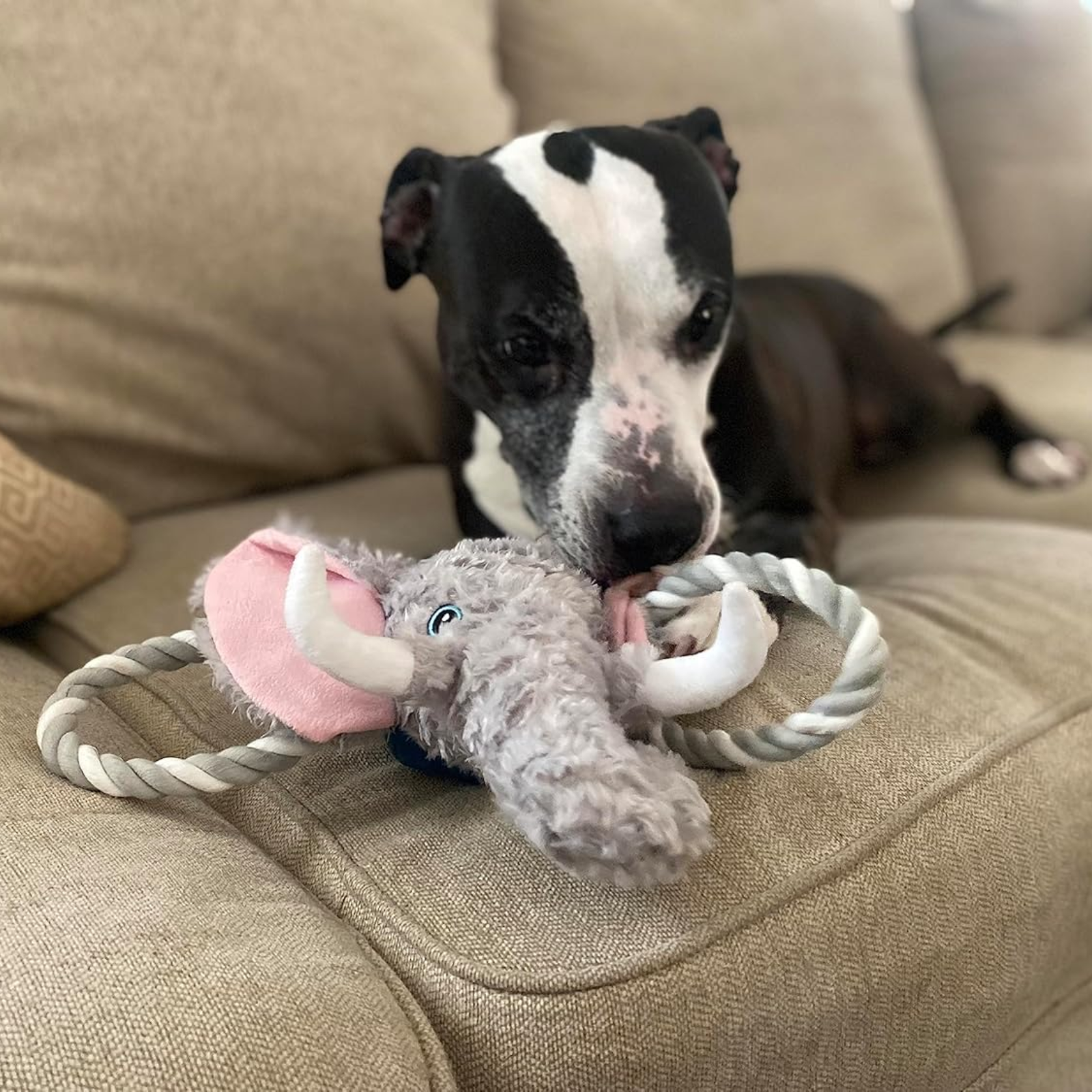 Dog playing with a plush elephant toy on a beige couch