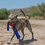 Dog playing with a kong toy on a dirt road with mountains in the background