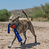 Dog playing with a kong toy on a dirt road with mountains in the background