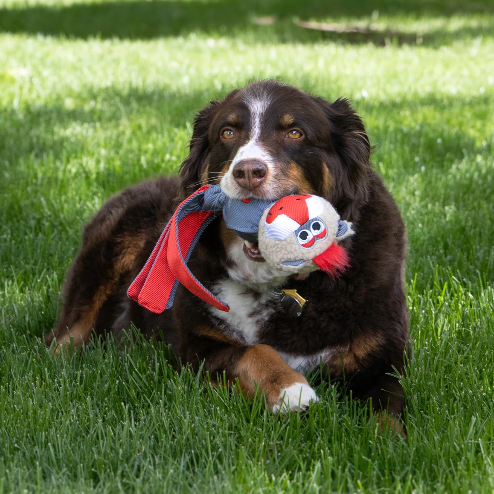 Dog holding a toy in its mouth on a grassy field