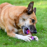 Multipet Giggle Chew Double Dumbbell 5.5in Assorted