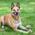 A tan and white dog lying on green grass, holding a small colorful toy in its front paws.