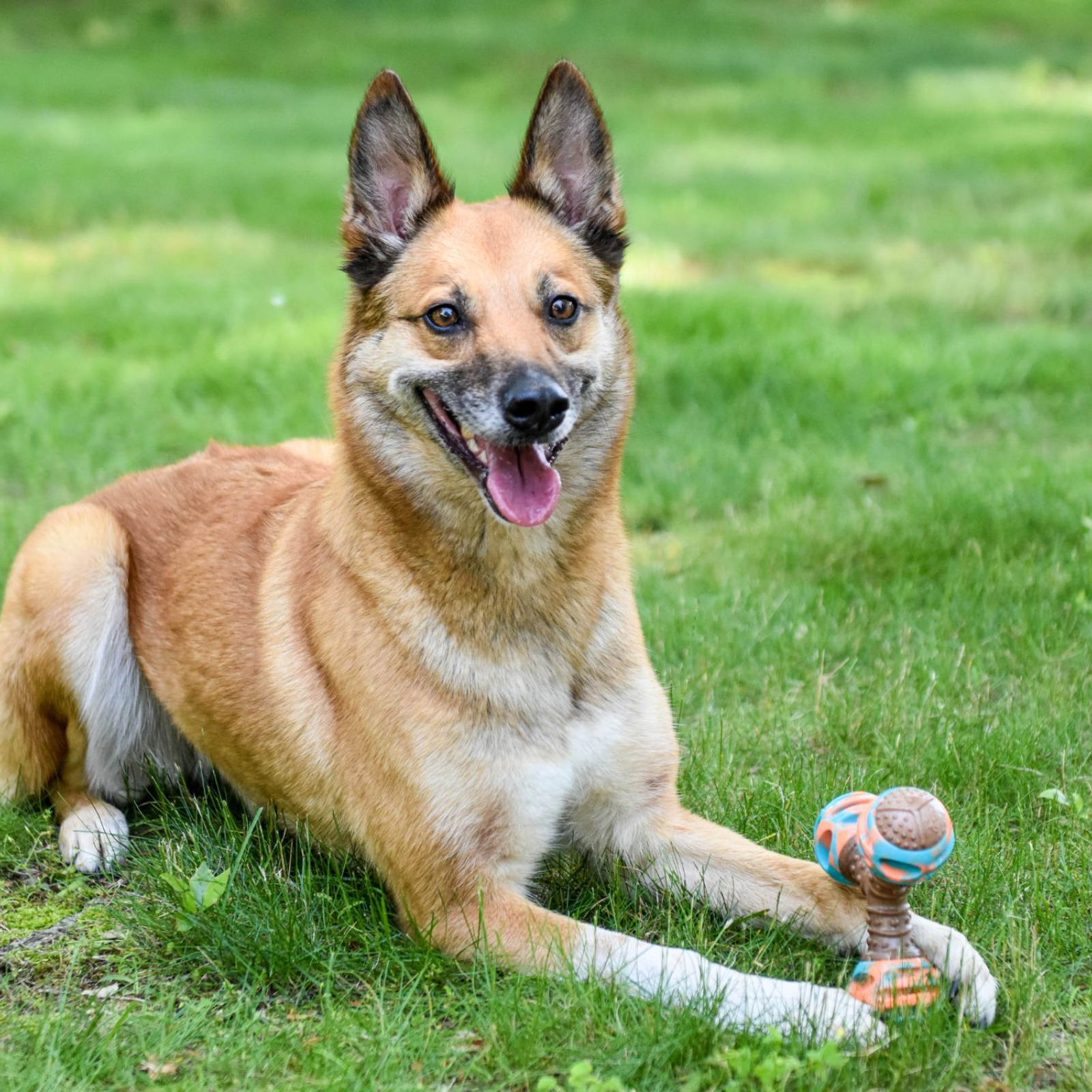 A tan and white dog lying on green grass, holding a small colorful toy in its front paws.