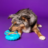A small Australian Shepherd dog is lying on a solid purple background, chewing on a bright turquoise rubber toy with rainbow-colored elastic loops.