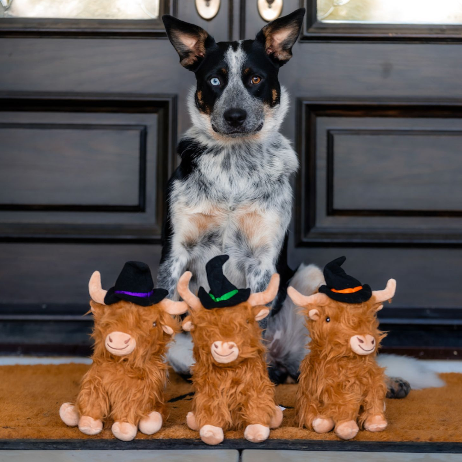 Three fluffy brown plush Highland cows wearing black witch hats sit on a tan doormat in front of a black front door, with a black, white, and tan dog sitting behind them.