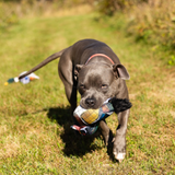 ROCT Junior Wood Duck Dog Toy
