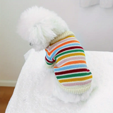 White dog wearing a colorful striped sweater on a white background
