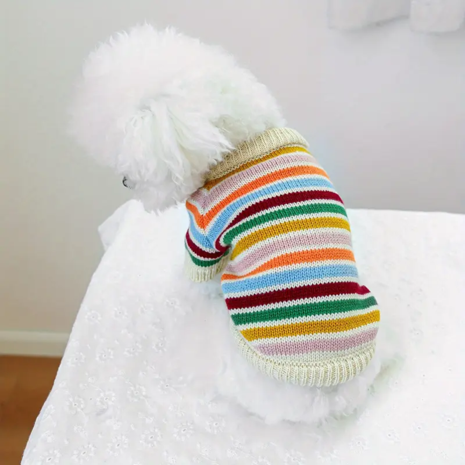 White dog wearing a colorful striped sweater on a white background