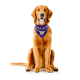 WA Huskies Pet Bandana