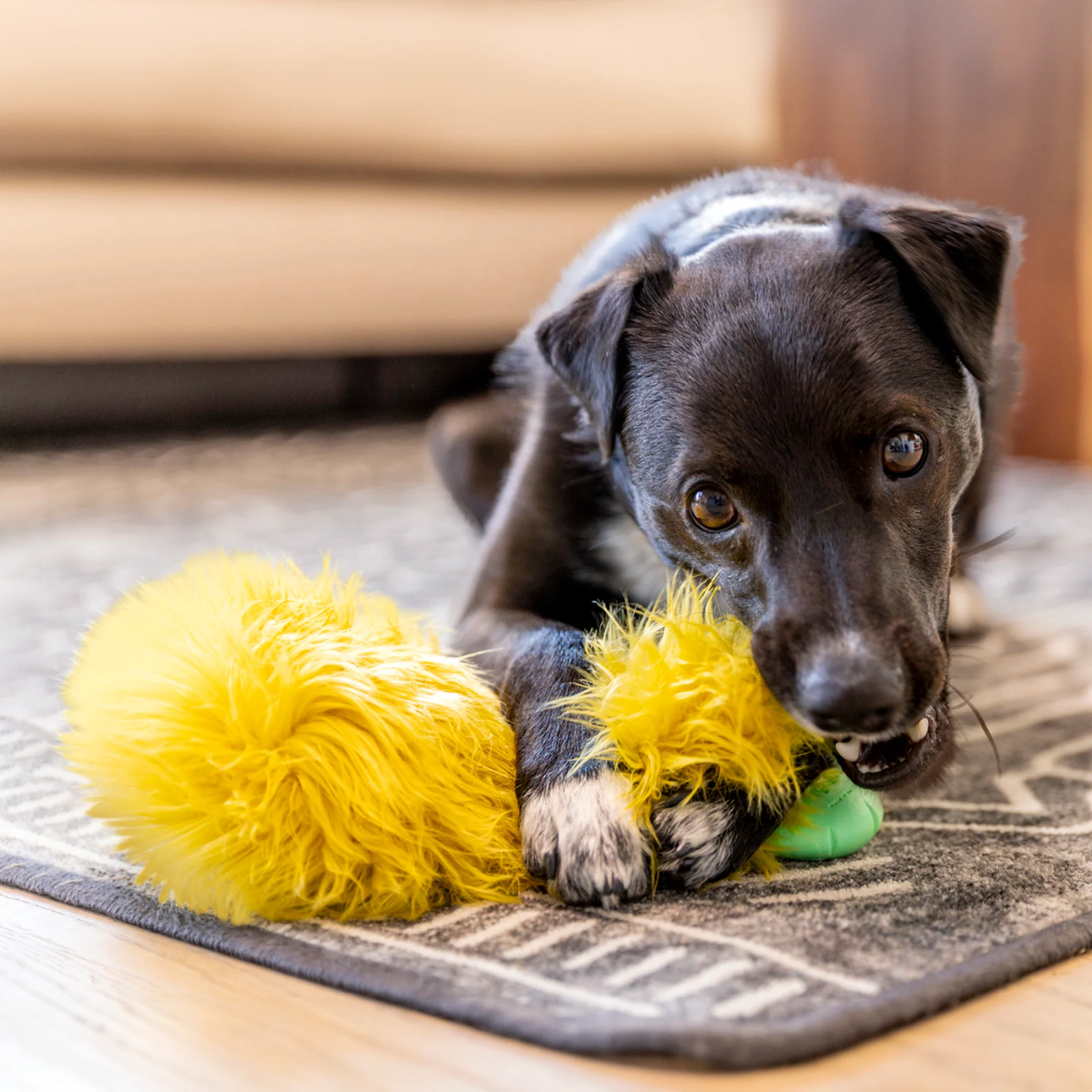 Dog playing with a yellow toy on a rug