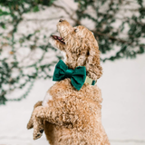 Foggy Dog Forest Green Velvet Dog Bow Tie