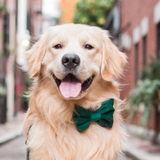 Foggy Dog Forest Green Velvet Dog Bow Tie