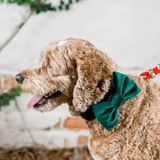 Foggy Dog Forest Green Velvet Dog Bow Tie