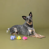 Fringe Stay Salty 3pk Mini Dog Toys