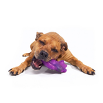 A brown dog lying on a white background, playfully chewing on a purple fish-shaped rubber toy.