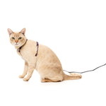 Cat wearing a harness and leash on a white background