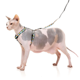 Sphynx cat wearing a harness and leash on a white background