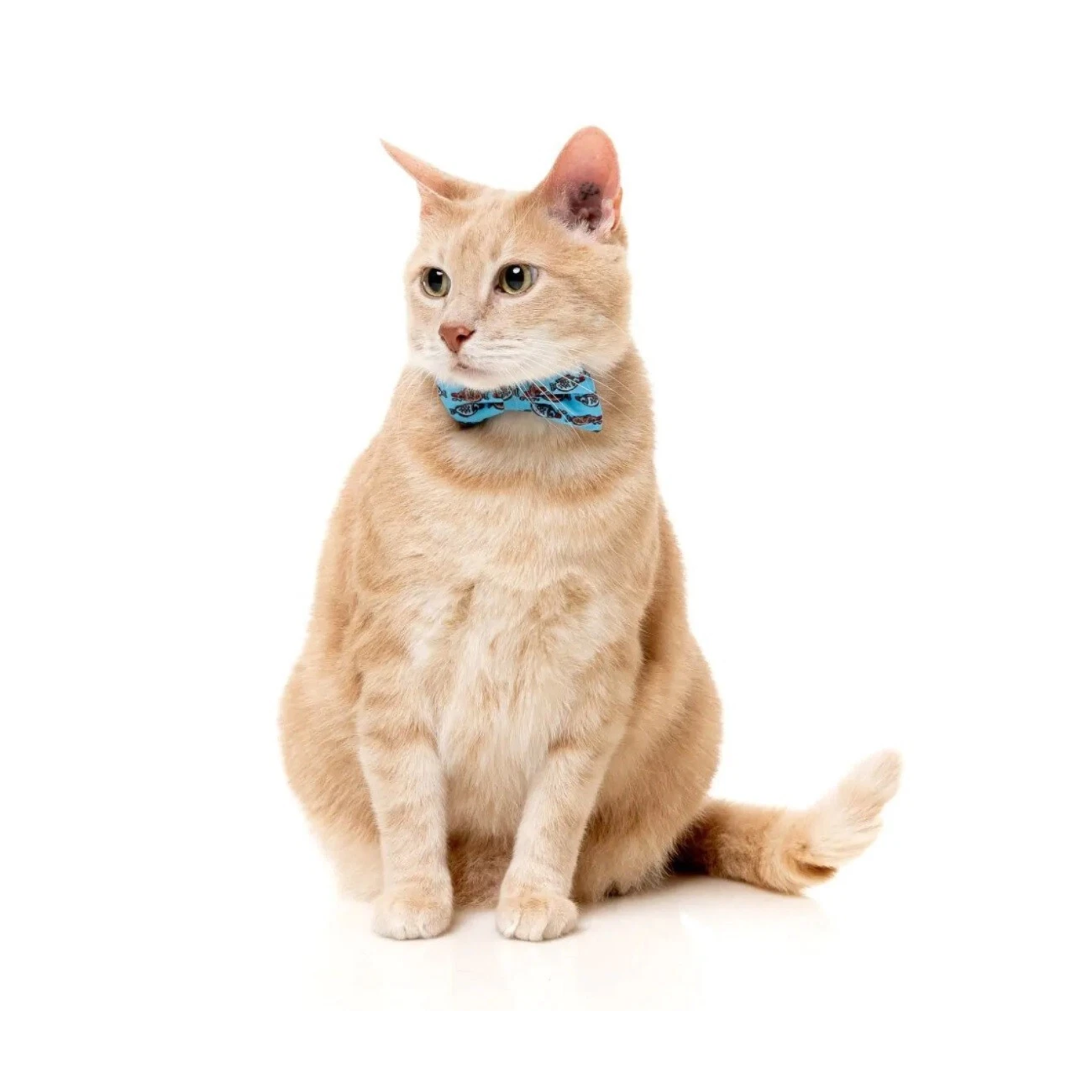Cat wearing a blue bow tie on a white background