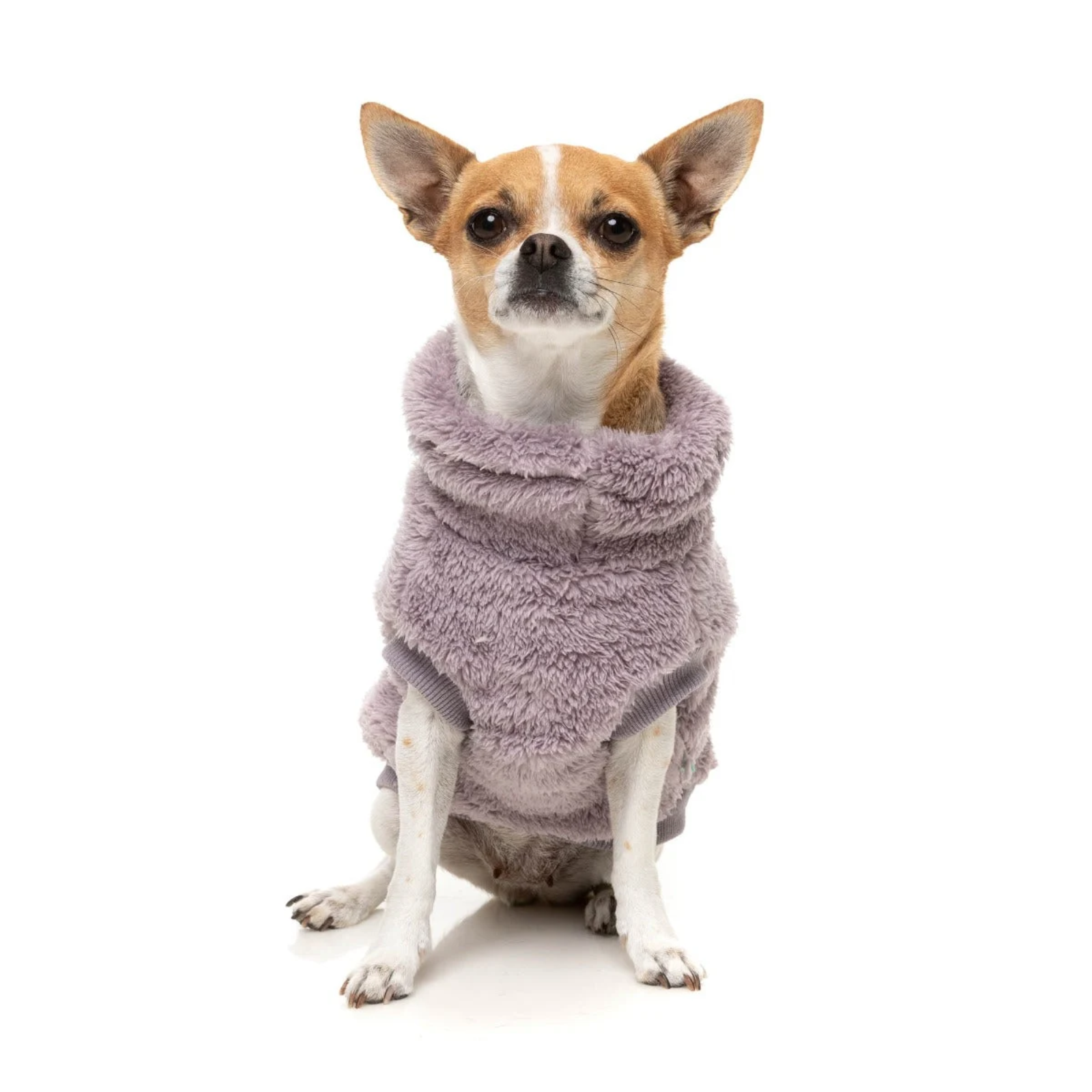 A small tan and white Chihuahua dog wearing a plush, high-neck fuzzy pet sweater in a dusty lavender-purple color, sitting against a solid white background.