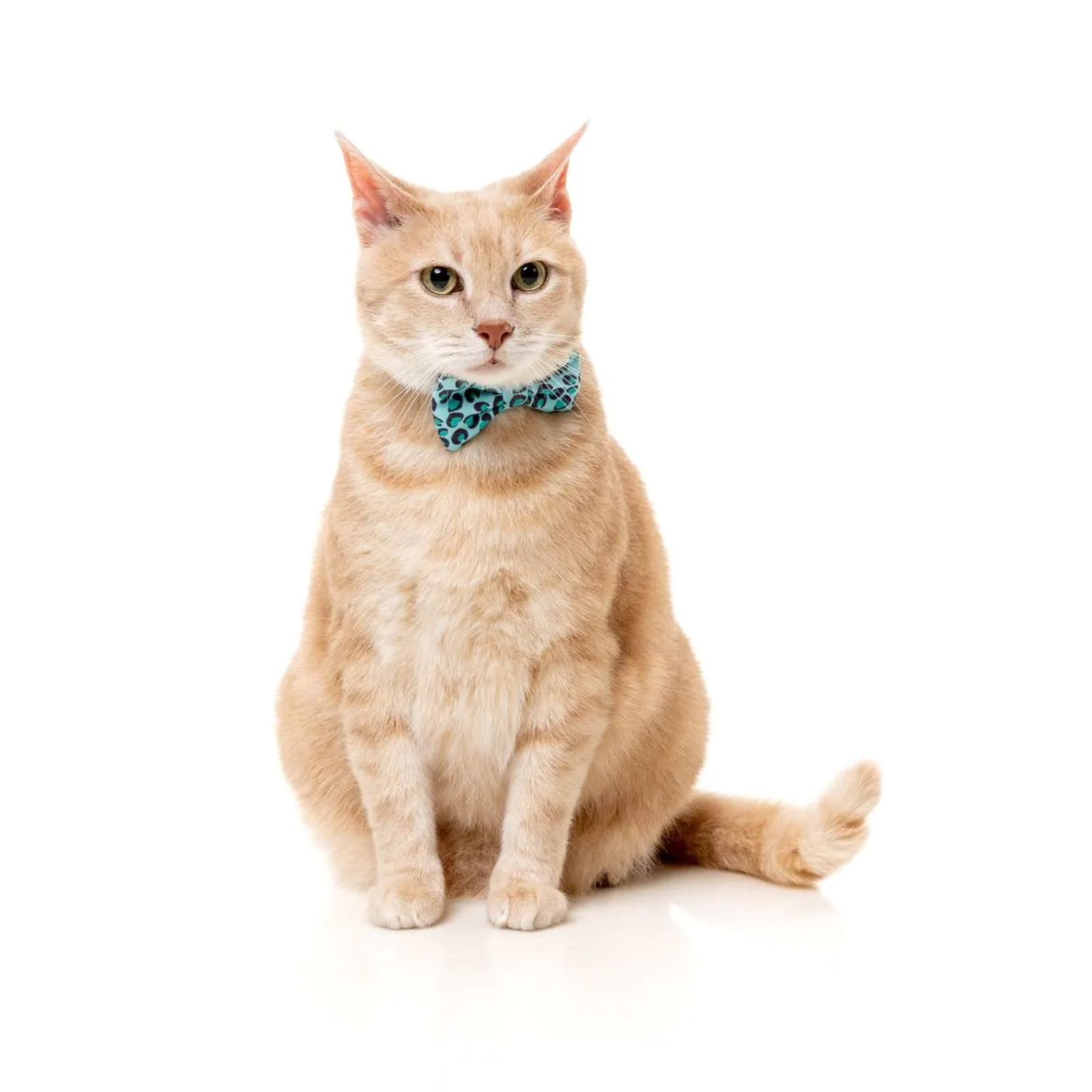 Cat wearing a blue bow tie collar on a white background