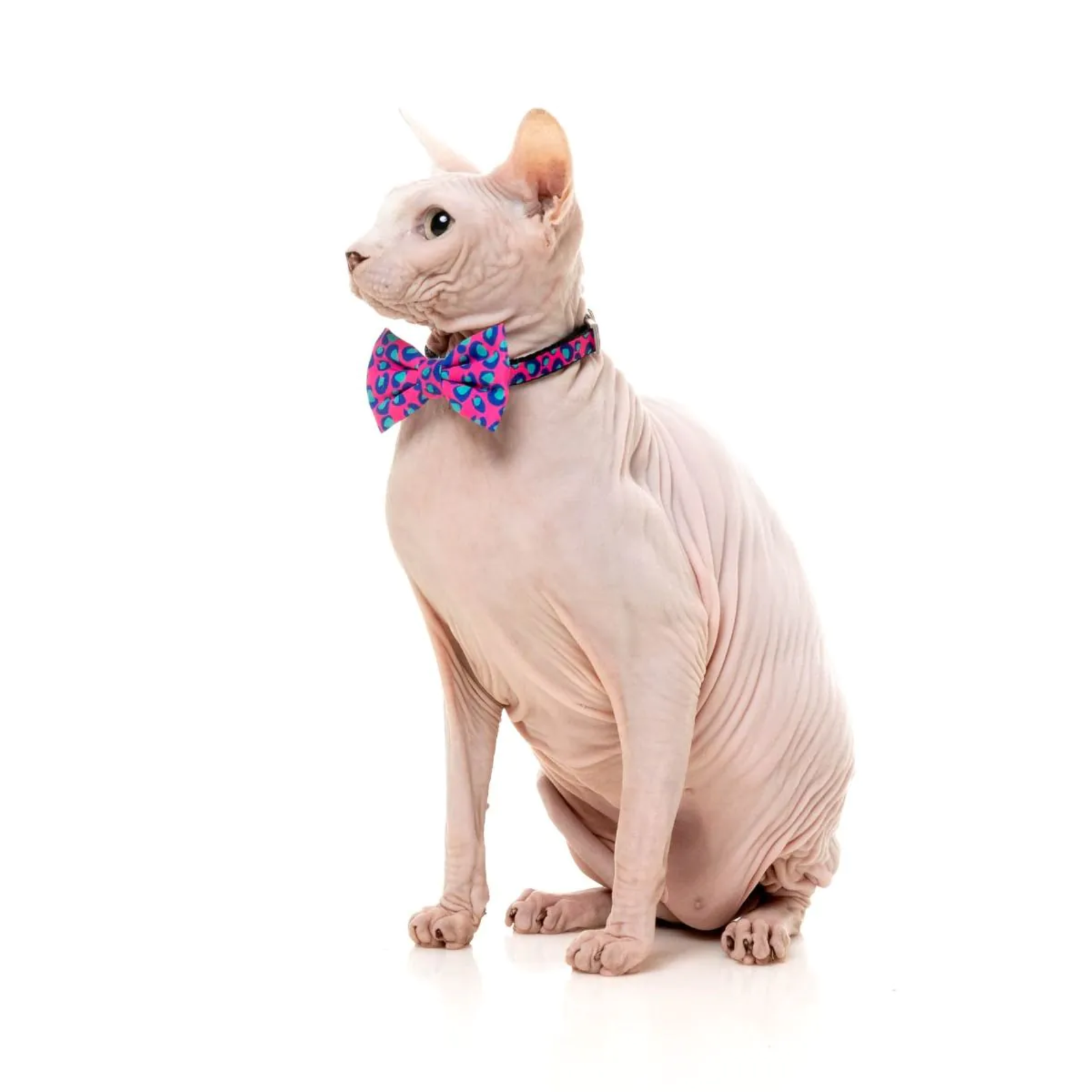 Sphynx cat wearing a colorful bow tie and collar on a white background