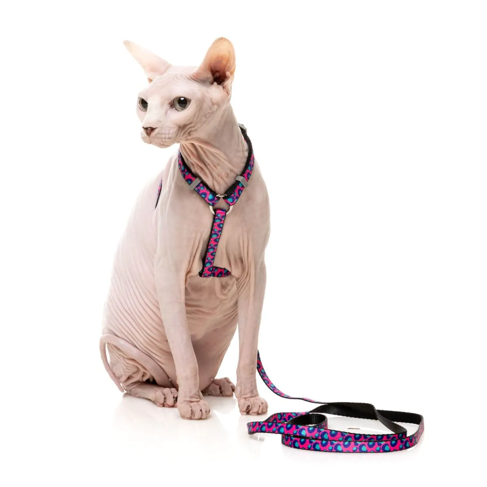 Sphynx cat wearing a colorful harness and leash on a white background