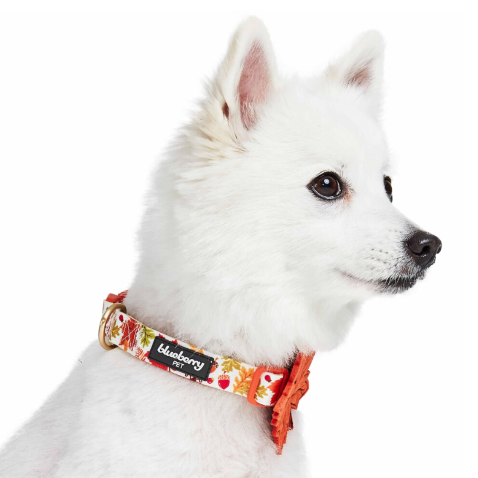 White dog wearing a colorful collar with 'Blueberry Pet' branding on a white background