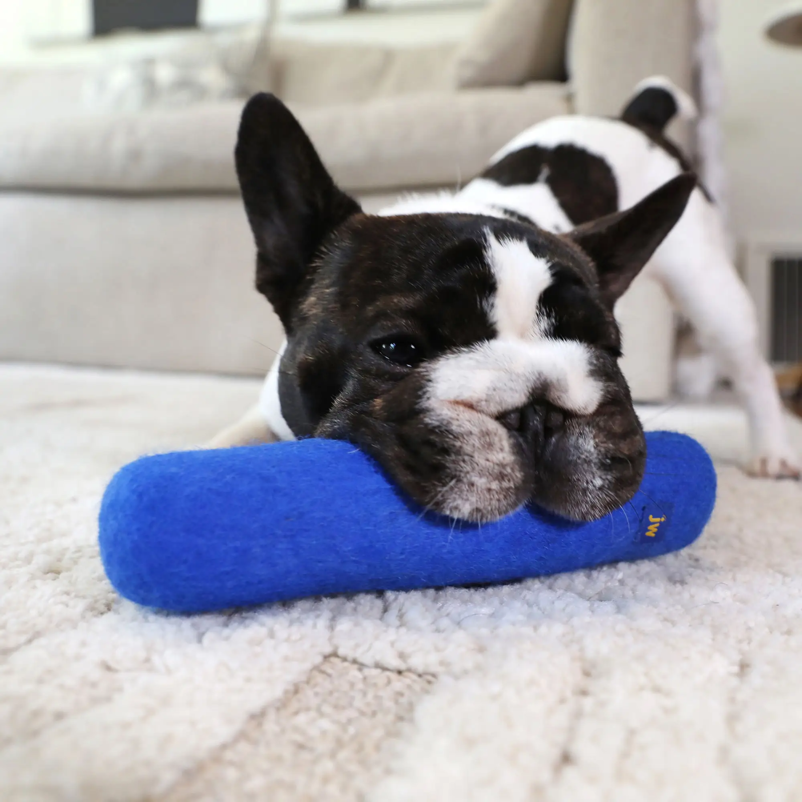 Dog lying on a blue pillow with a blurred background