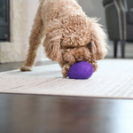 Dog playing with a purple ball on a wooden floor.