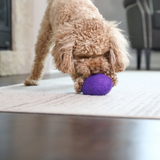 Dog playing with a purple ball on a wooden floor.