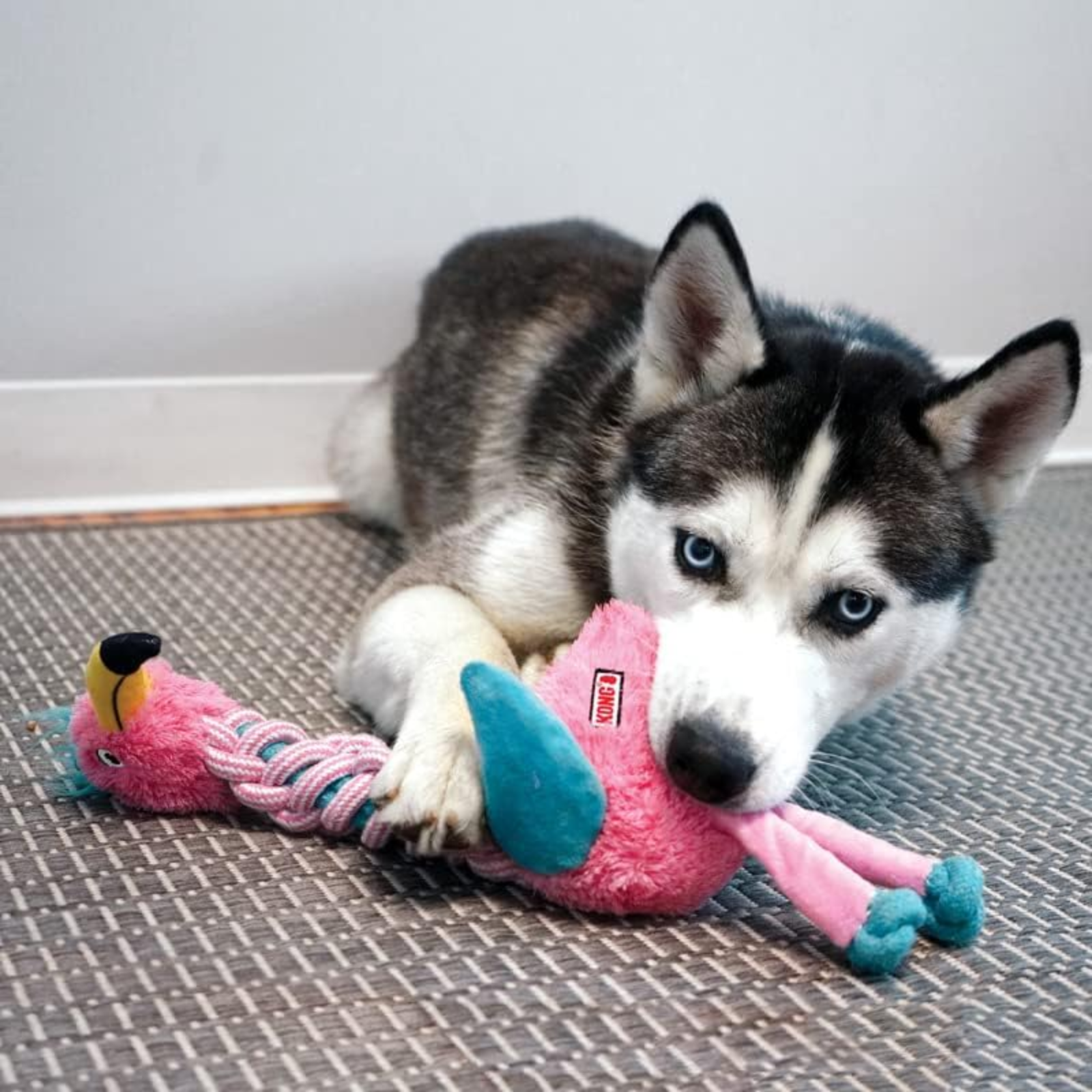 Husky dog playing with a pink toy on a mat