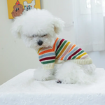 Small white dog wearing a colorful striped sweater on a white surface.