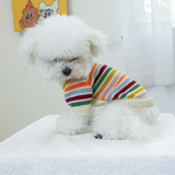 Small white dog wearing a colorful striped sweater on a white surface.
