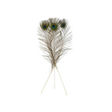 Two peacock feathers on a white background