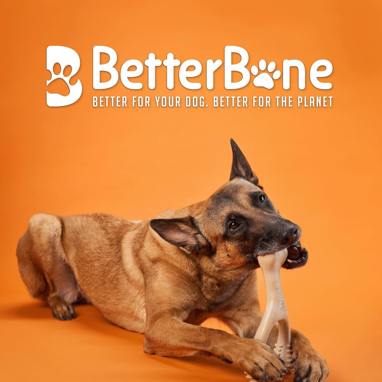 Dog chewing on a bone with BetterBone logo and text on an orange background