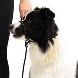 EzyDog Luca Leash*