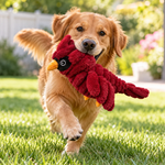 A golden retriever running on green grass in a sunny backyard, holding a red plush cardinal dog toy in its mouth.