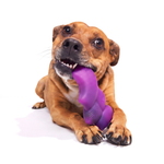 A brown dog lying on a white background, holding a purple textured rubber toy in its mouth.