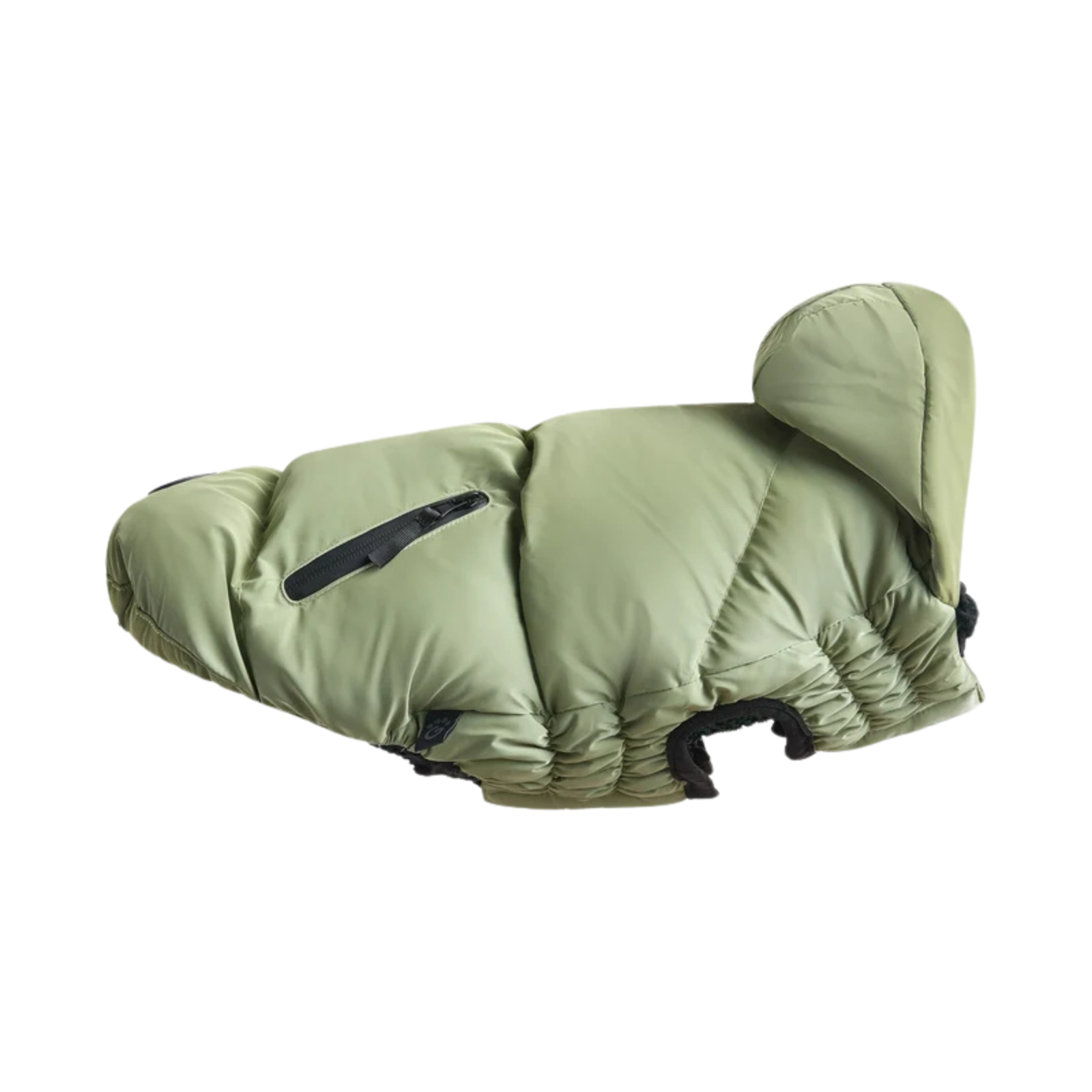 Green dog coat on a white background
