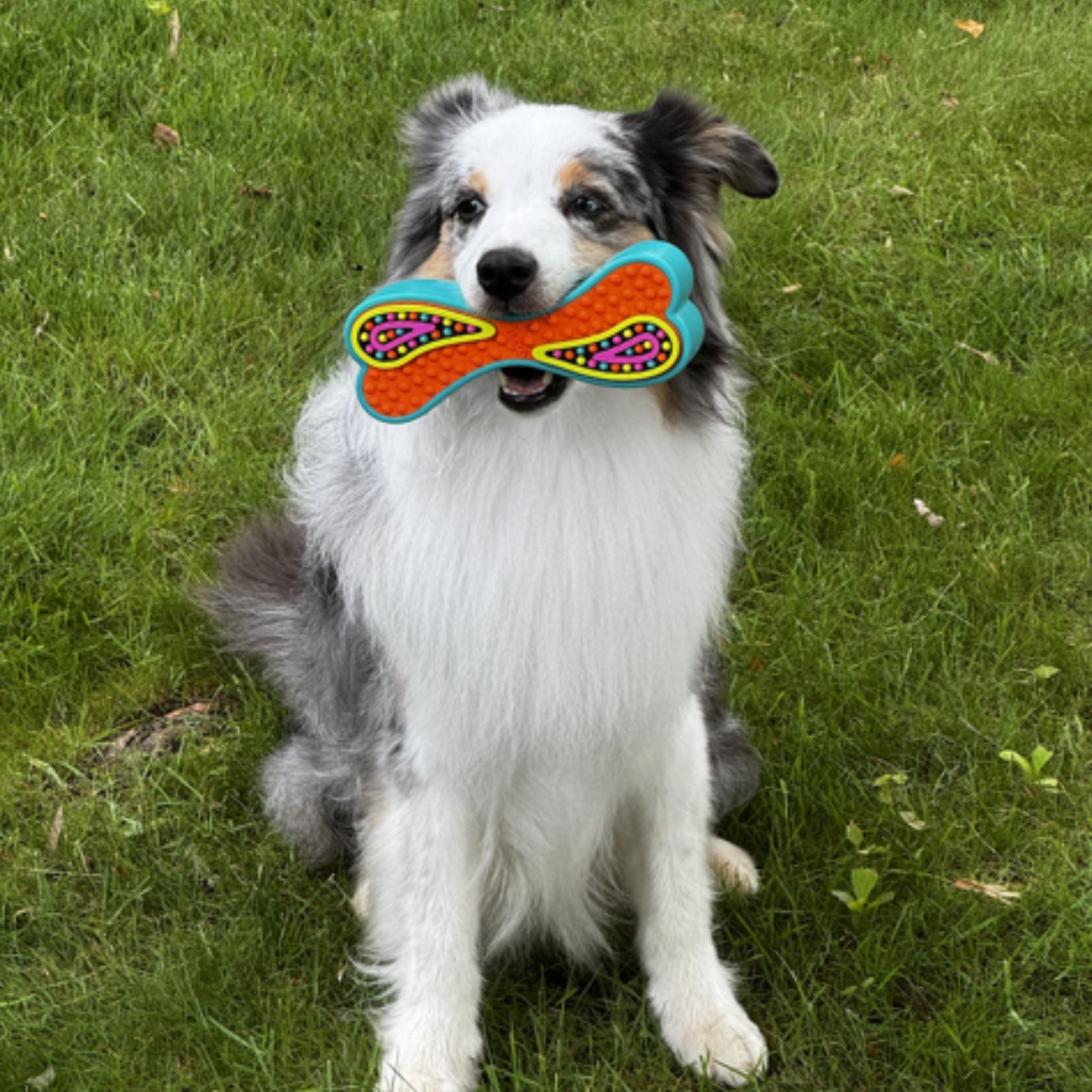 A black, white, and gray dog sitting on green grass, holding a colorful bone-shaped dog toy in its mouth.