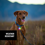 Brown dog on a leash with a blurred natural background