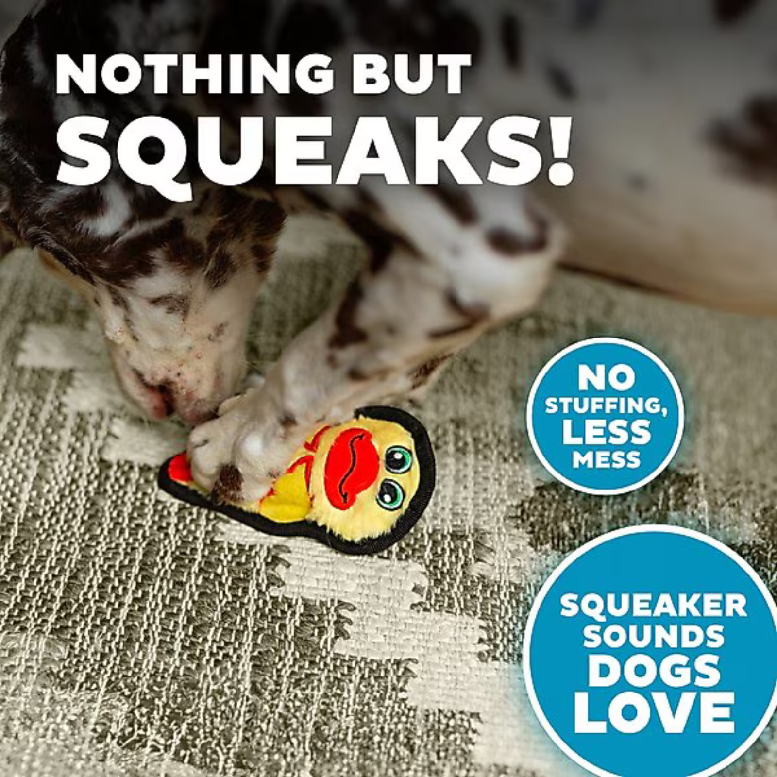 Dog playing with a toy labeled 'Nothing But Squeaks' on a textured surface.
