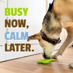 Dog playing with a green paw-shaped toy on a wooden floor with text 'BUSY NOW, CALM LATER.'