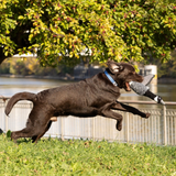 ROCT Canadian Goose with Honk Squeaker Dog Toy