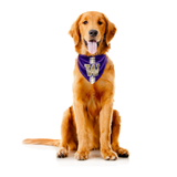 WA Huskies Pet Bandana