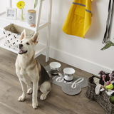 Dog sitting on a wooden floor with pet accessories in the background