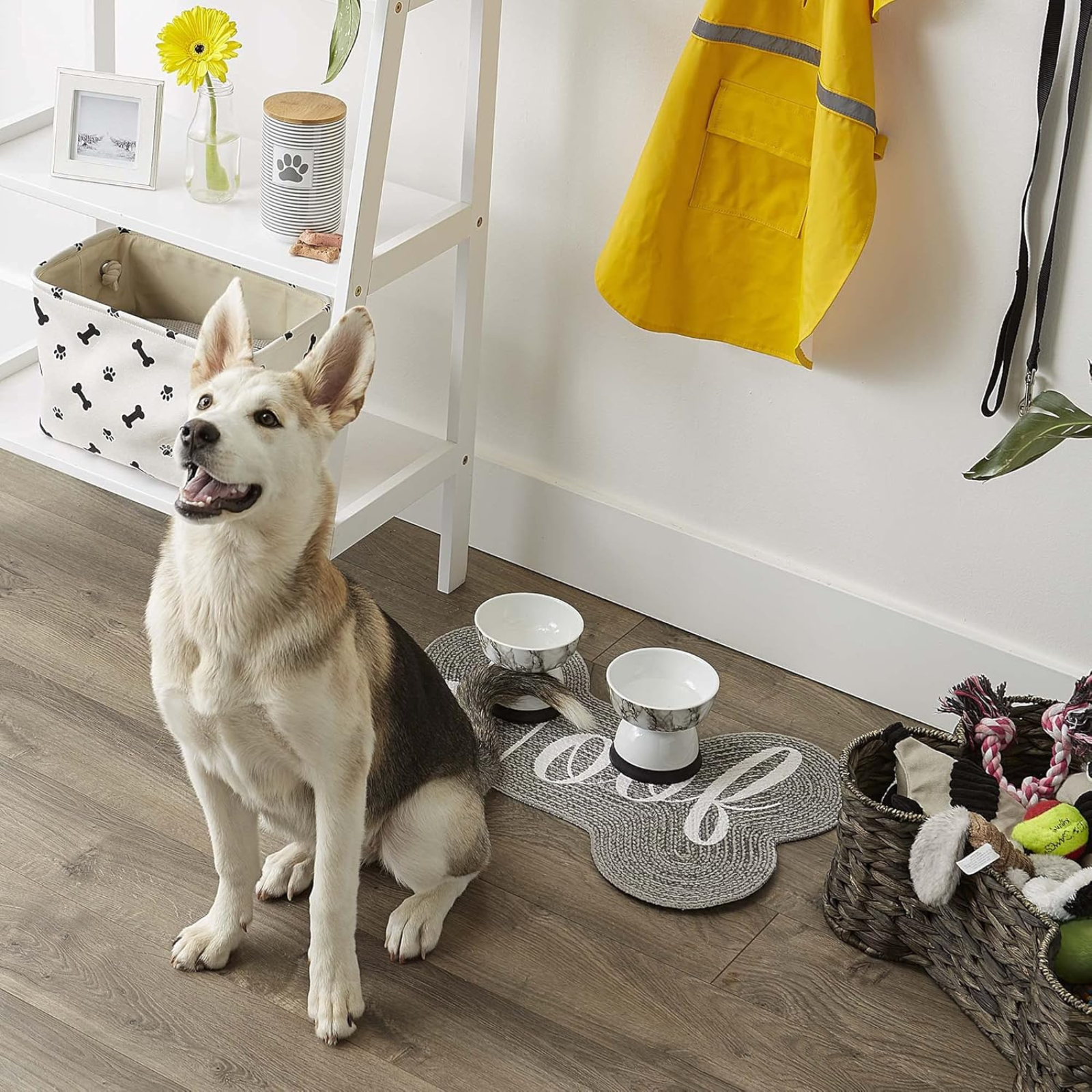 Dog sitting on a wooden floor with pet accessories in the background